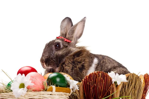Bunny, yumurta ve çiçekler — Stok fotoğraf