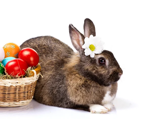 Bunny with chamomile and easter eggs — Stock Photo, Image