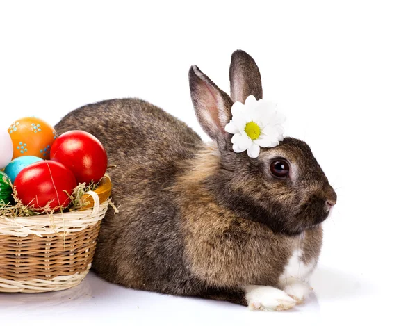 Bunny met kamille en Pasen eieren — Stockfoto