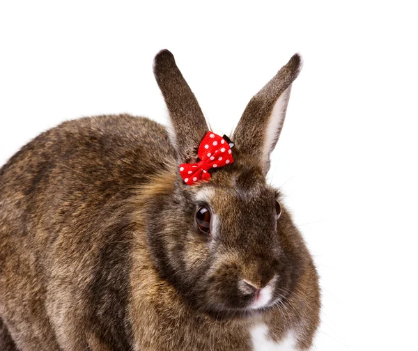 Close-up portret van een beige bunny — Stockfoto