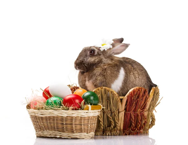 Conejo y huevos de Pascua —  Fotos de Stock