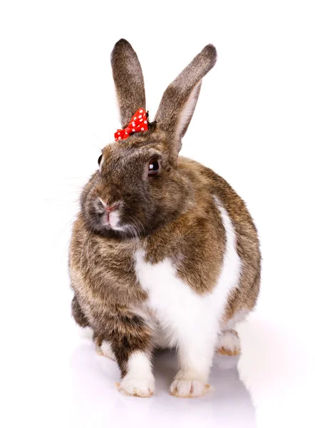 Conejo con arco pequeño — Foto de Stock