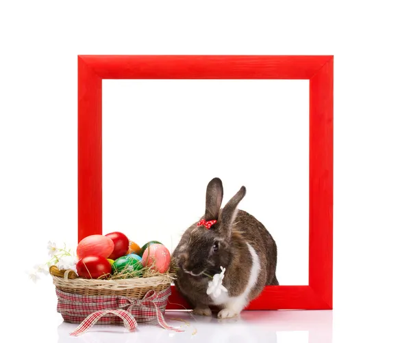 Bunny in frame — Stockfoto