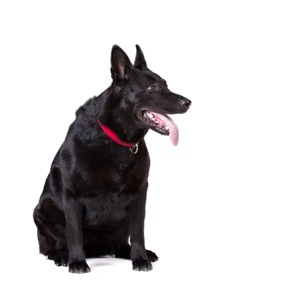 Portrait of a  black dog — Stock Photo, Image