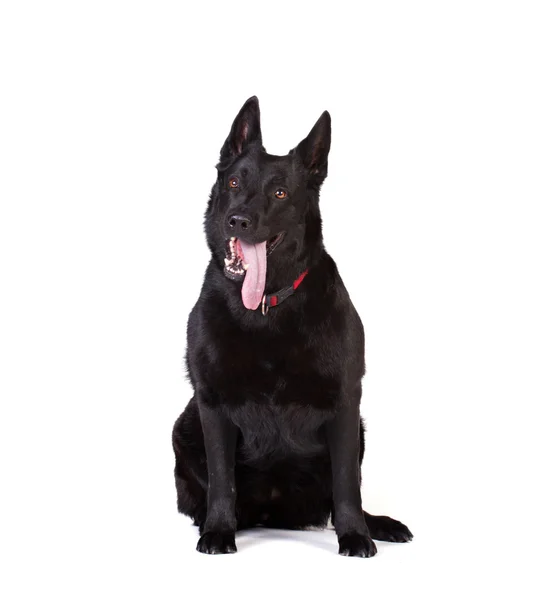Portré egy fekete kutya — Stock Fotó