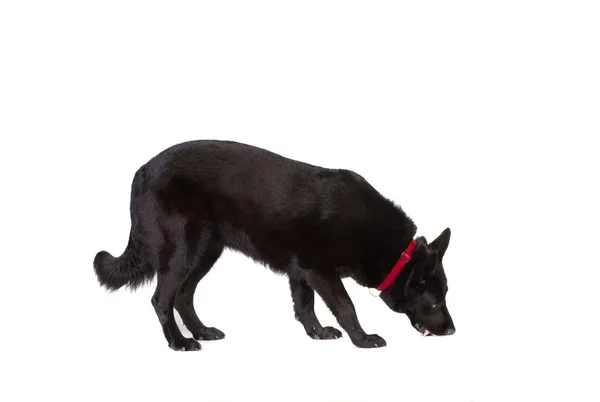 Schwarzer Schäferhund — Stockfoto