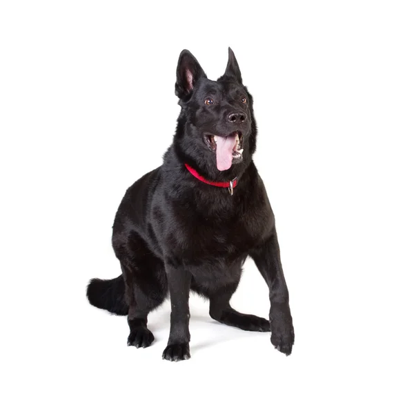 Black dog — Stock Photo, Image