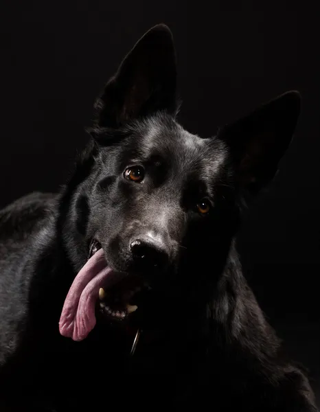 Black german shepherd — Stock Photo, Image