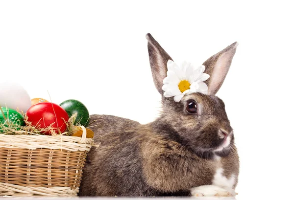 Ovos coloridos em cesta e coelho — Fotografia de Stock