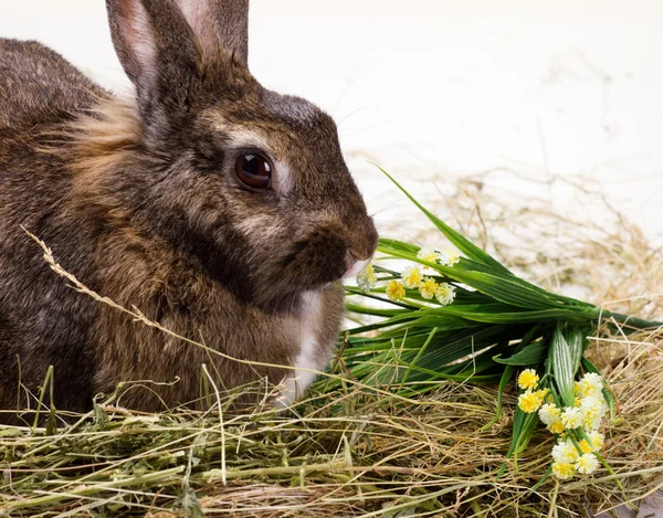 ウサギと花 — ストック写真