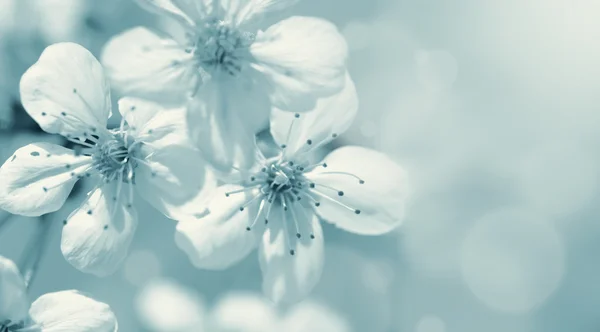 Flor de cerezo — Foto de Stock