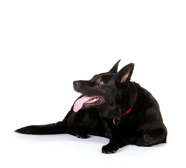 Portrait of a dog — Stock Photo, Image