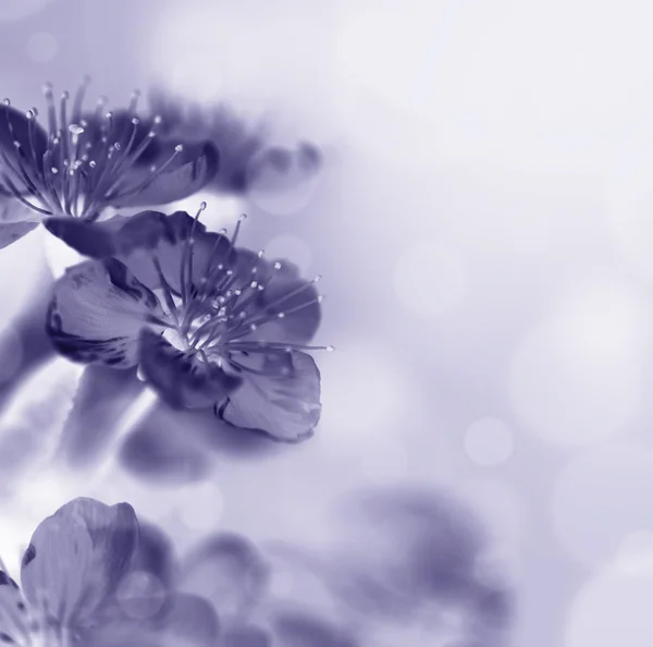 Macro sakura flowers — Stock Image Macro sakura flowers Stock Photo