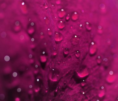 Petal çiçek ile su damlaları