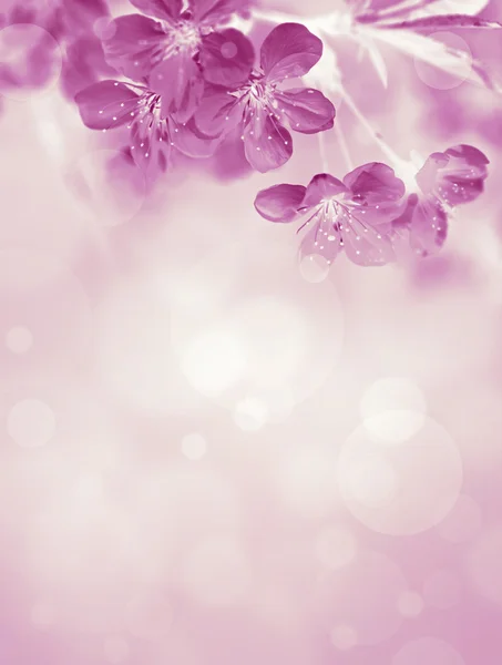 ดอกซากุระบาน — ภาพถ่ายสต็อก