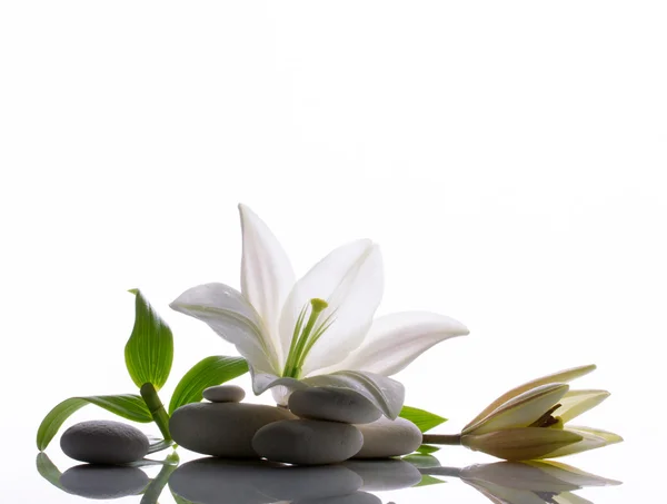 Spa still  with white  lily — Stock Photo, Image