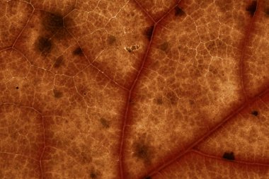 grunge akçaağaç yaprağı deseni  