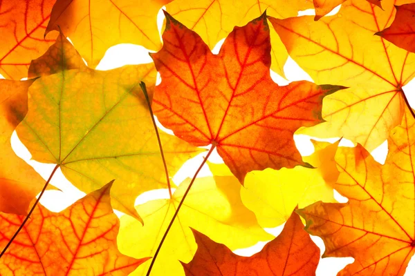 Шаблон из листьев клена — стоковое фото
