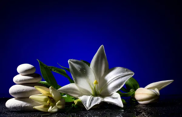 Freshness lily  and  stones — Stock Photo, Image