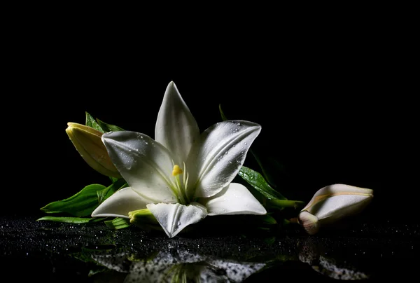 Lirio frescura blanca — Foto de Stock