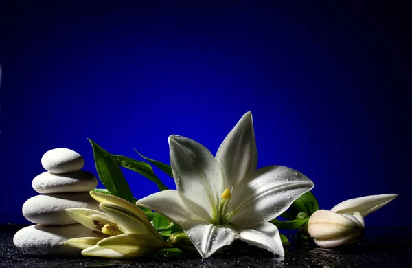 Lily with buds and pile of stones — Stock Photo, Image