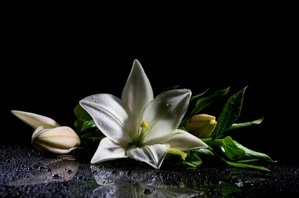 Čerstvosti lilie s poupaty — Stock fotografie