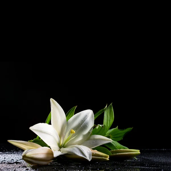 White lily on black — Stock Photo, Image