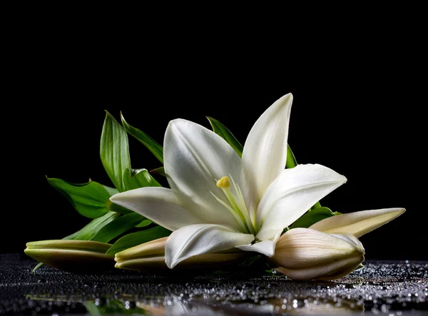 White freshness lily — Stock Photo, Image