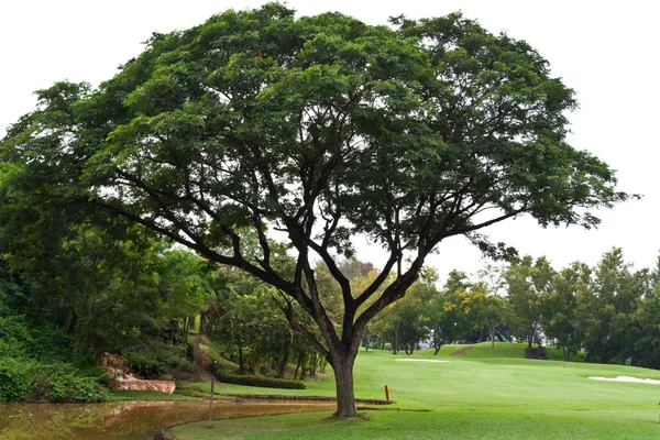 Big Tree — Stock Photo, Image