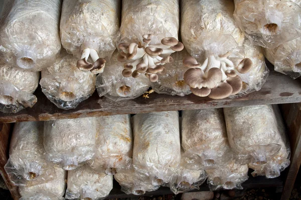 Oyster Mushroom — Stock Photo, Image