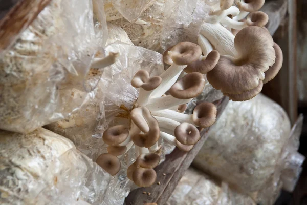 牡蛎蘑菇 — 图库照片
