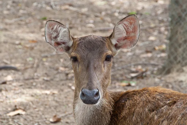 Baby deer brown. — Stock Photo, Image