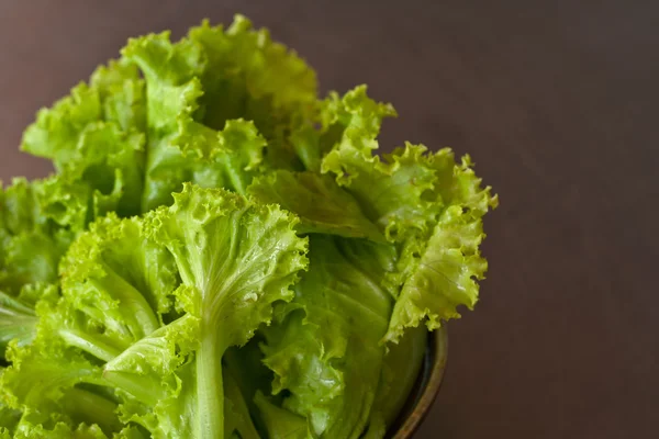 Kopfsalat — Stockfoto