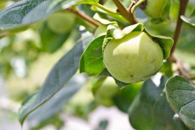 hurma ağacı üzerinde