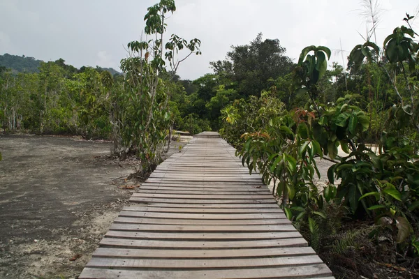 Pathway in the forest. — Stock Photo, Image