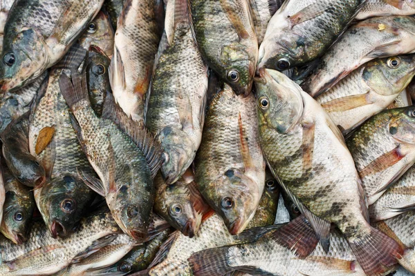 Tilapia — Stockfoto