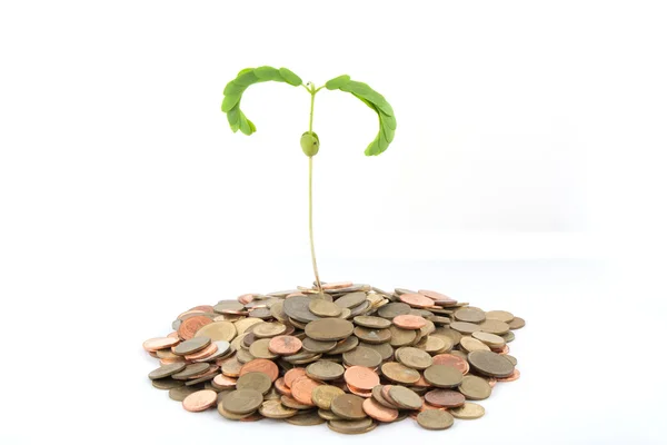 Money tree — Stock Photo, Image