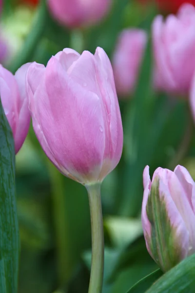 Flor de tulipas — Fotografia de Stock