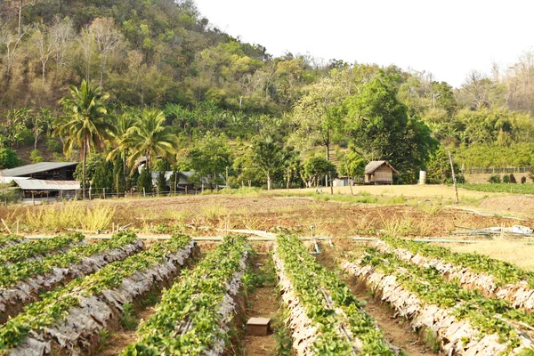 Horticultura — Fotografia de Stock