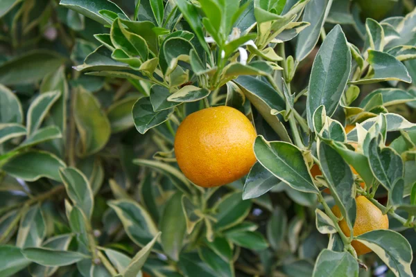 Mandarin orange — Stock Photo, Image