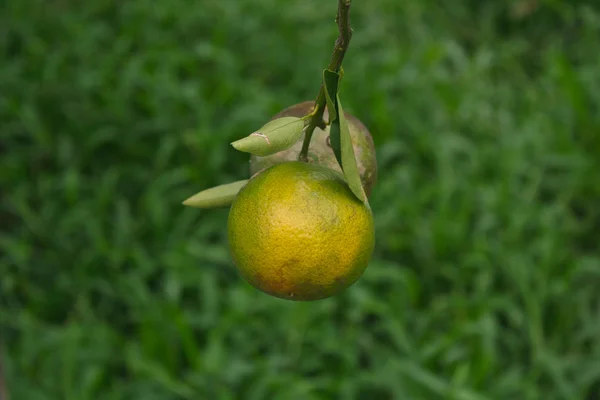 Mandarynka pomarańczowy — Zdjęcie stockowe
