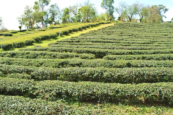 Plantação de chá — Fotografia de Stock