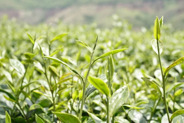 Soft leaves tea — Stock Photo, Image