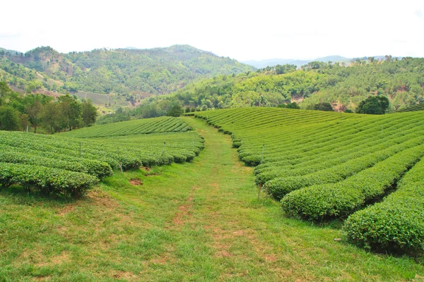 Plantação de chá — Fotografia de Stock