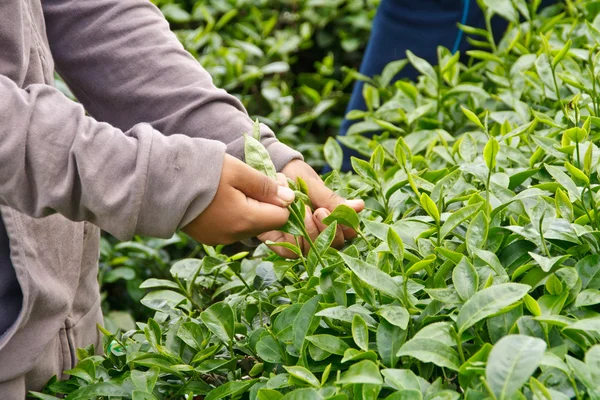 Mengumpulkan daun teh . — Stok Foto