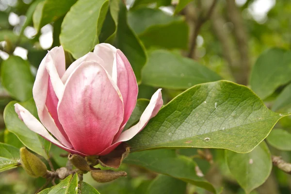 Pink Flower — Stock Photo, Image