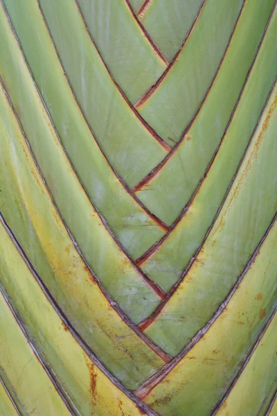 Banana tree ränder — Stockfoto