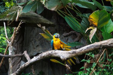 papağan Amerika papağanı