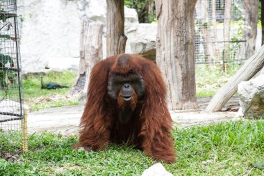 orangutan