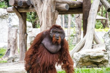 orangutan